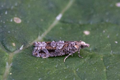 Acroclita sonchana